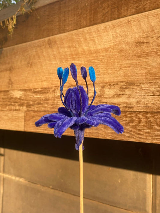 Blue berry Bloom Flower